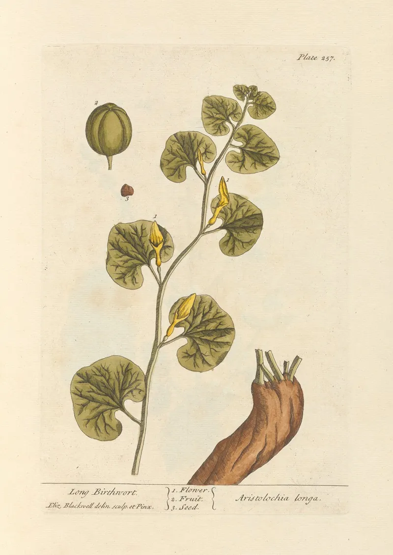 Long Birthwort Wall Art by Elizabeth Blackwell - High-Resolution Digital Print