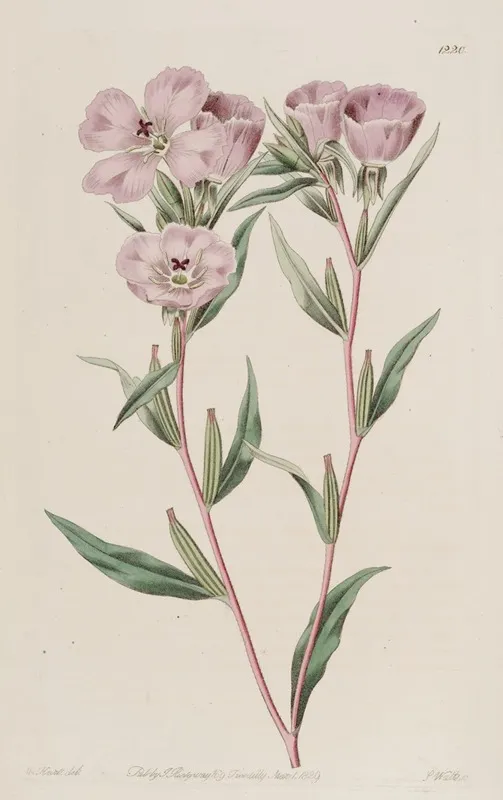 Long Branched Oenothera Wall Art by Sydenham Edwards - High-Resolution Digital Print