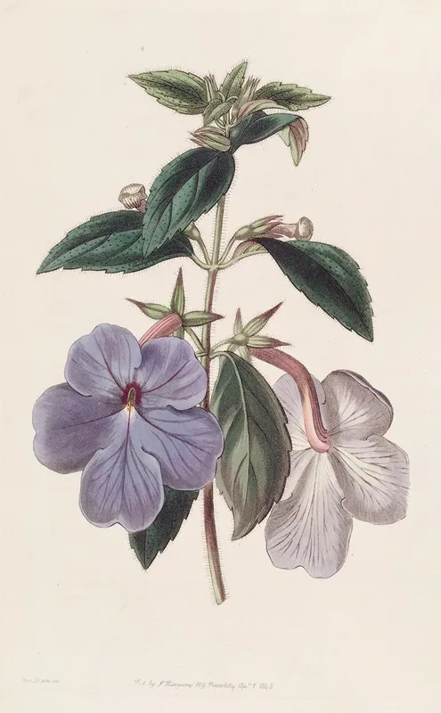 Long Flowered Achimenes Wall Art by Sydenham Edwards - High-Resolution Digital Print