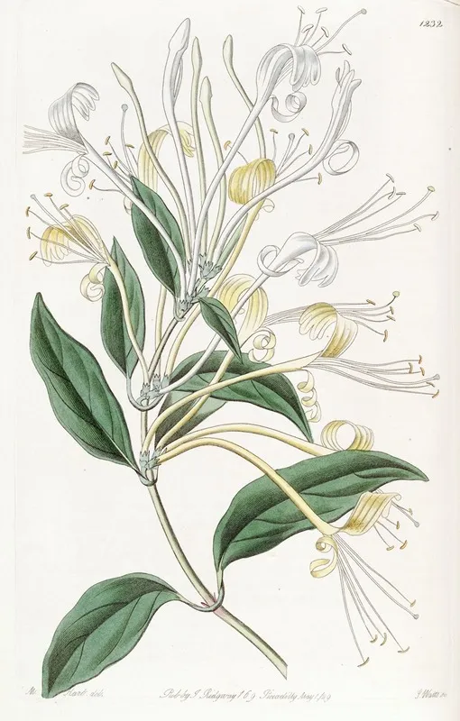 Long Flowered Honeysuckle Wall Art by Sydenham Edwards - High-Resolution Digital Print