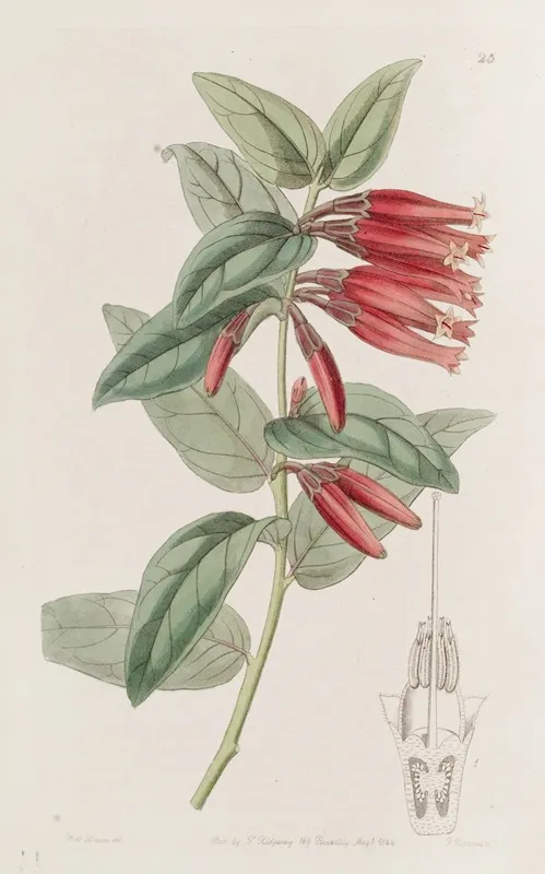 Long Flowered Macleania Wall Art by Sydenham Edwards - High-Resolution Digital Print