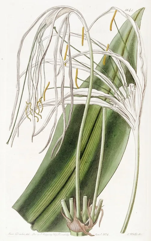Long Flowered Pancratium Wall Art by Sydenham Edwards - High-Resolution Digital Print