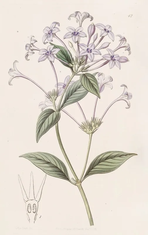 Long Flowered Rondeletia Wall Art by Sydenham Edwards - High-Resolution Digital Print