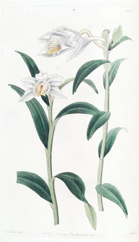 Long Horned Dendrobium Wall Art by Sydenham Edwards - High-Resolution Digital Print