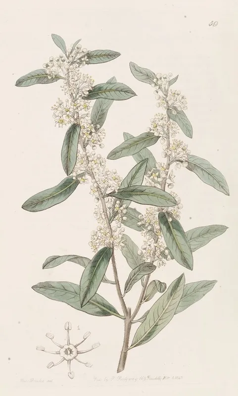 Long Leaved Duvaua Wall Art by Sydenham Edwards - High-Resolution Digital Print