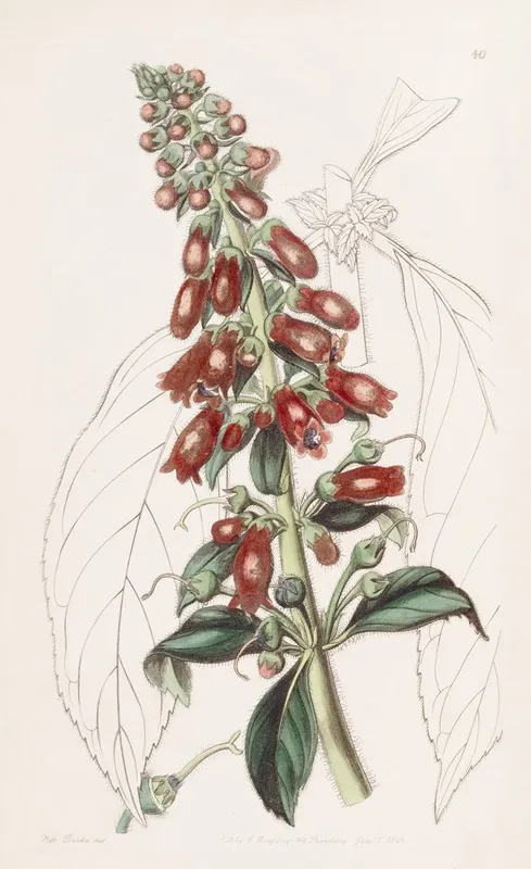 Long Leaved Gesnera Wall Art by Sydenham Edwards - High-Resolution Digital Print