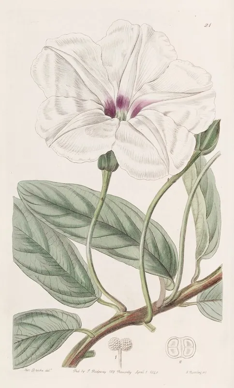 Long Leaved Ipomaea Wall Art by Sydenham Edwards - High-Resolution Digital Print