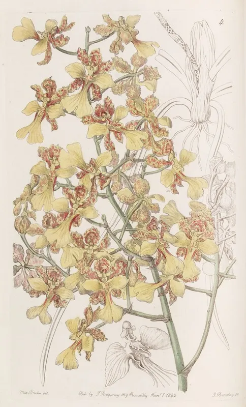 Long Leaved Oncidium Wall Art by Sydenham Edwards - High-Resolution Digital Print