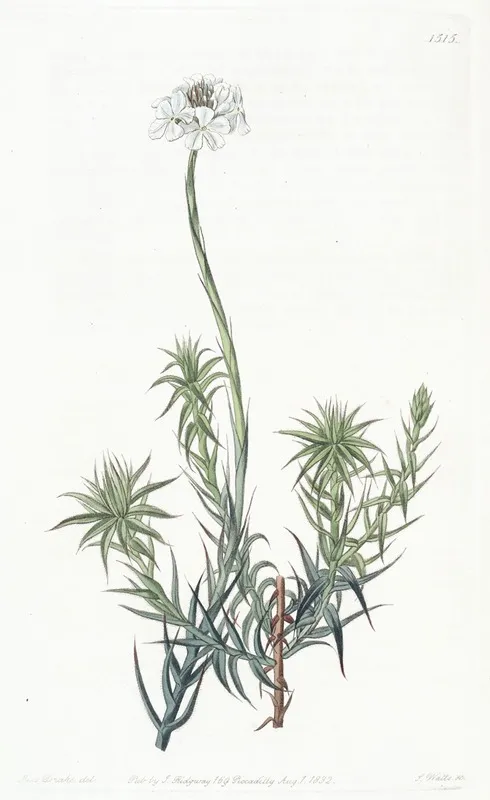 Long Leaved Sphenotoma Wall Art by Sydenham Edwards - High-Resolution Digital Print