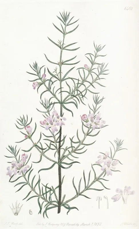 Long Leaved Westringia Wall Art by Sydenham Edwards - High-Resolution Digital Print