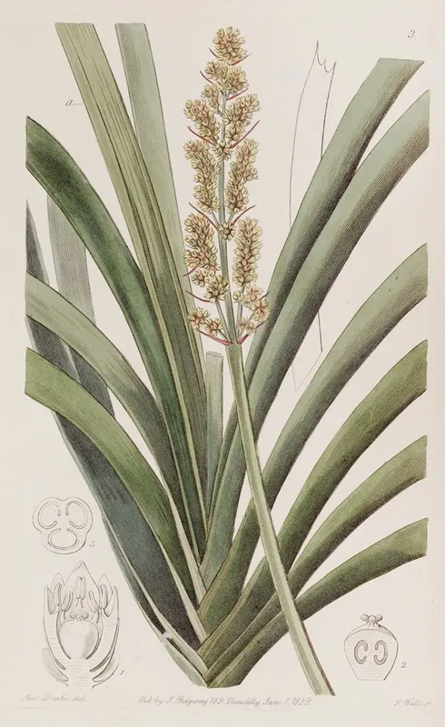 Long Leaved Xerotes Wall Art by Sydenham Edwards - High-Resolution Digital Print