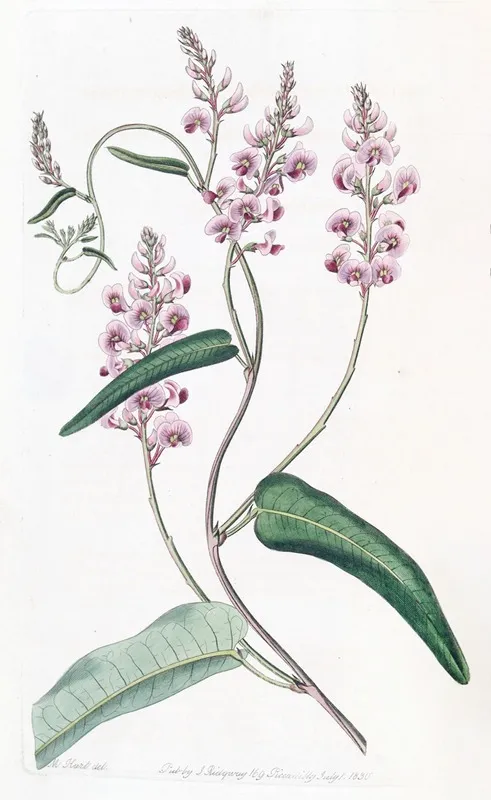 Long Racemed Variety Of The One Leaved Kennedya Wall Art by Sydenham Edwards - High-Resolution Digital Print