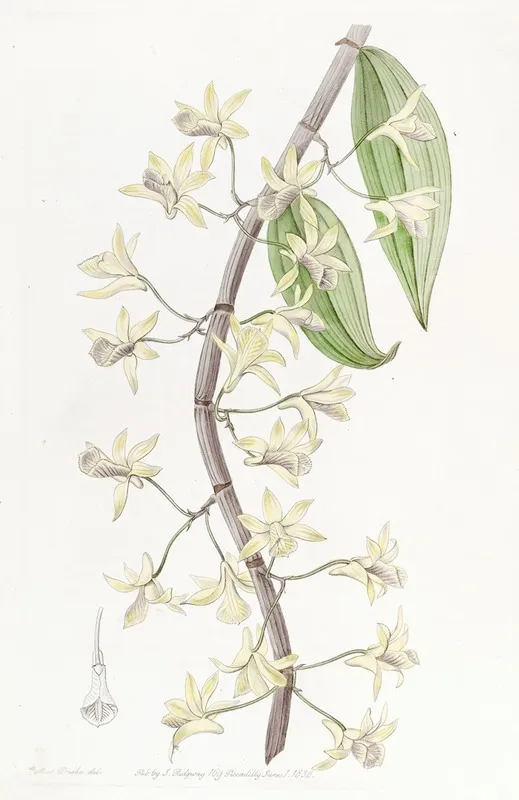 Long Spiked Dendrobium Wall Art by Sydenham Edwards - High-Resolution Digital Print