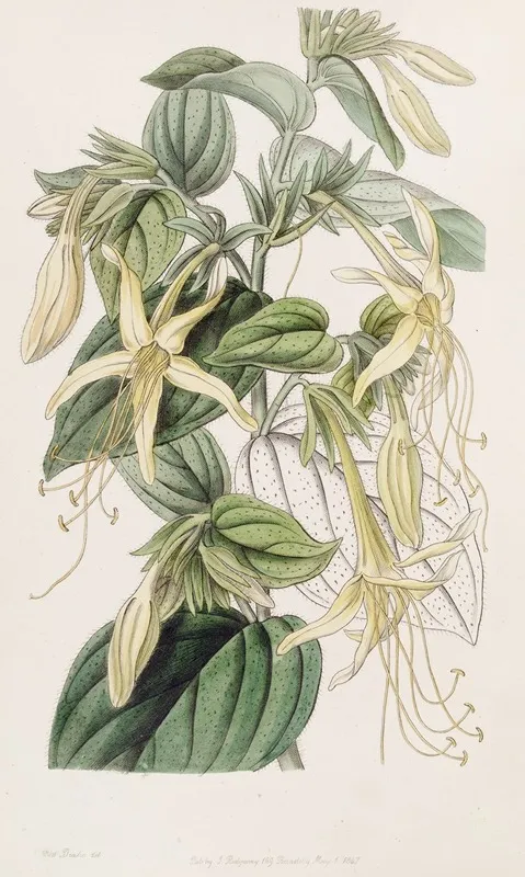 Long Stamened Macromeria Wall Art by Sydenham Edwards - High-Resolution Digital Print