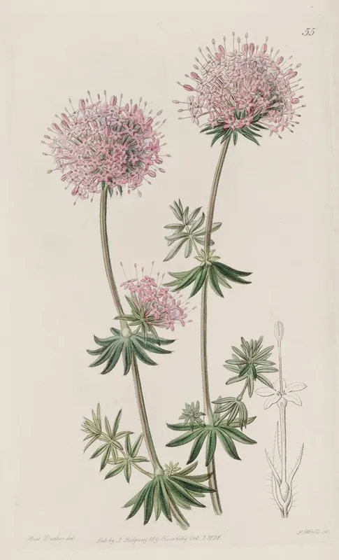 Long Styled Crucianella Wall Art by Sydenham Edwards - High-Resolution Digital Print