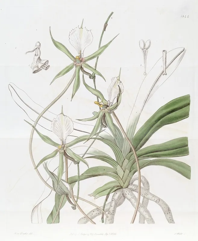 Long Tailed Angraecum Wall Art by Sydenham Edwards - High-Resolution Digital Print