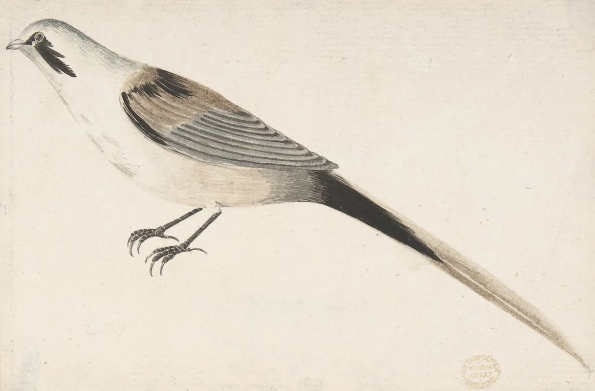Long Tailed Bird Seen In Profile Wall Art by Count Giorgio Durante - High-Resolution Digital Print