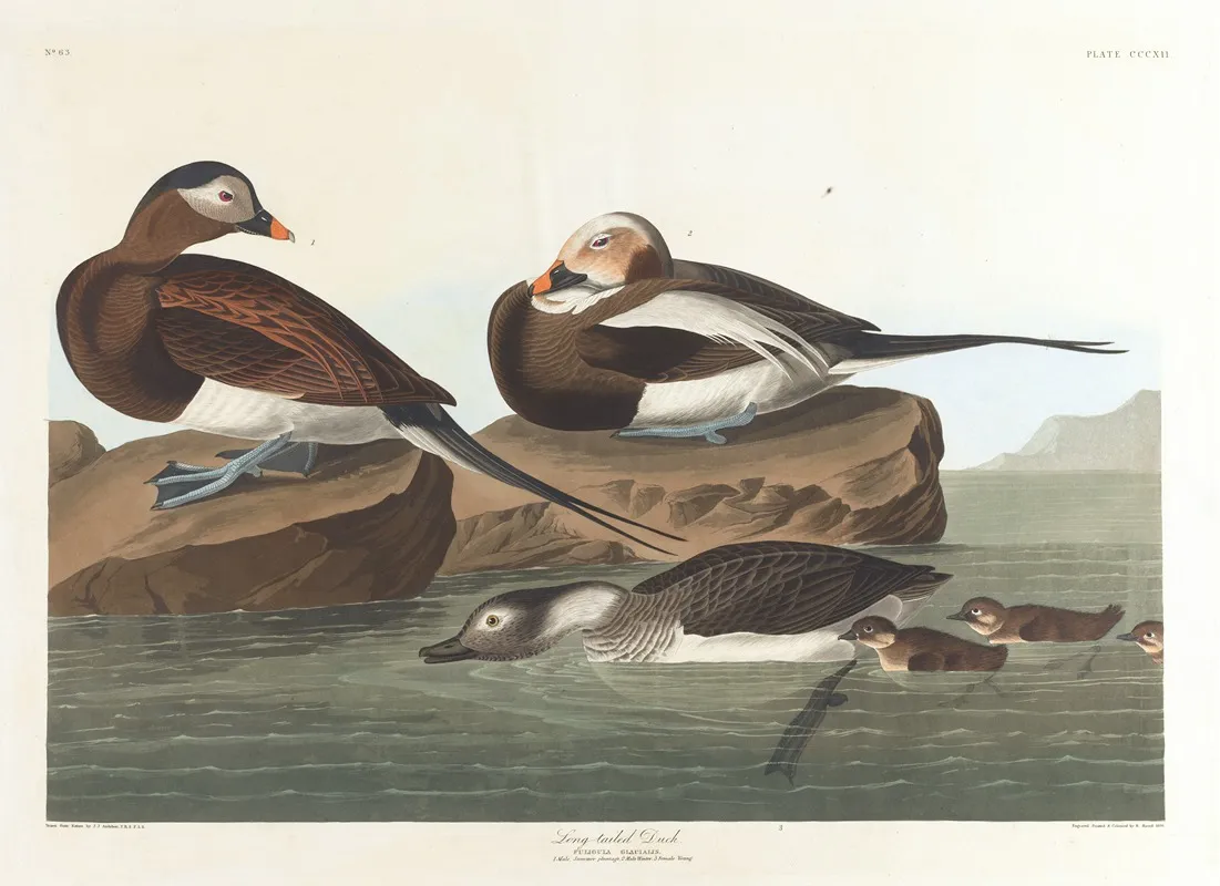 Long Tailed Duck Wall Art by John James Audubon - High-Resolution Digital Print