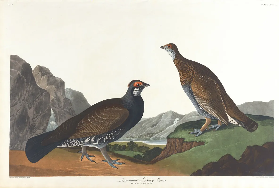 Long Tailed Or Dusky Grous Wall Art by John James Audubon - High-Resolution Digital Print