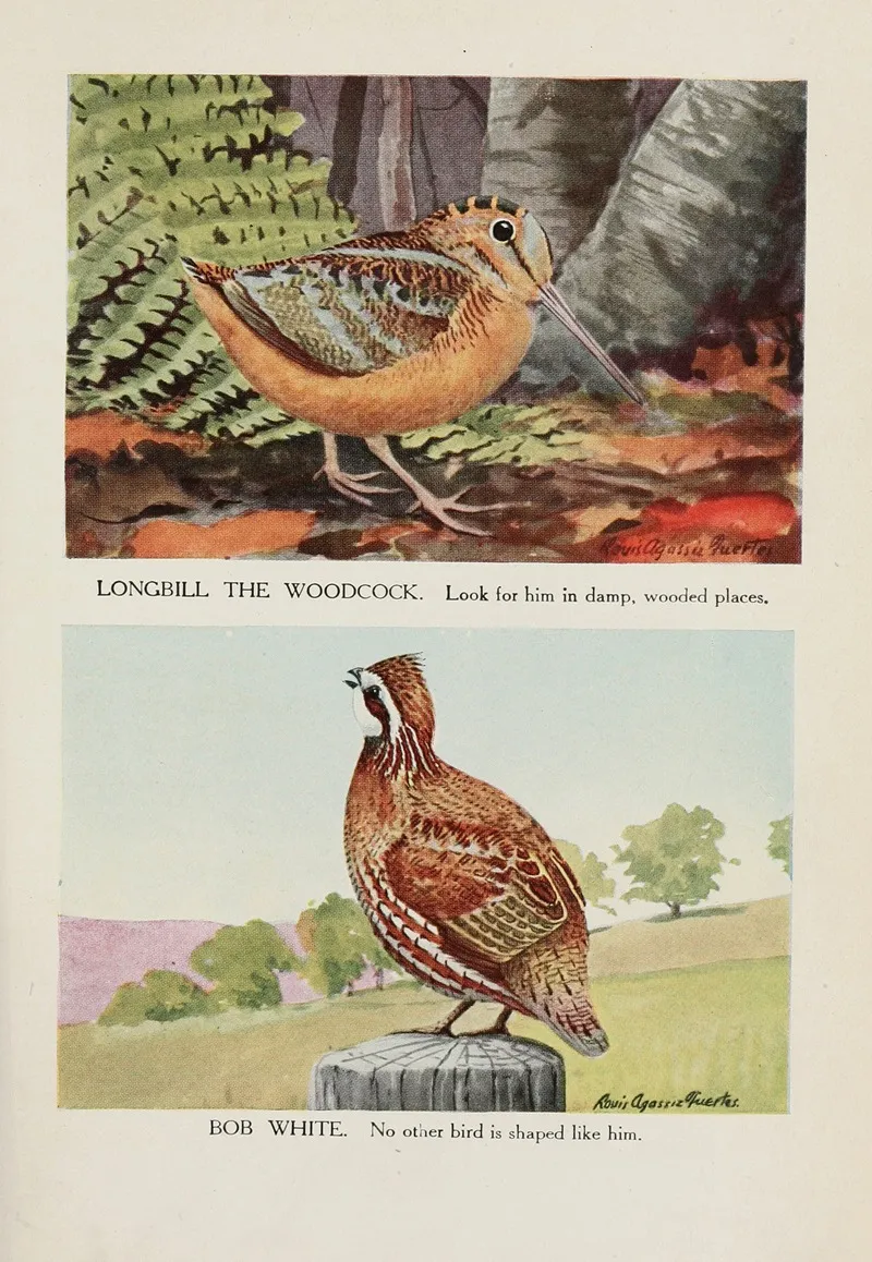 Longbill The Woodcock Bob White Wall Art by Louis Agassiz Fuertes - High-Resolution Digital Print