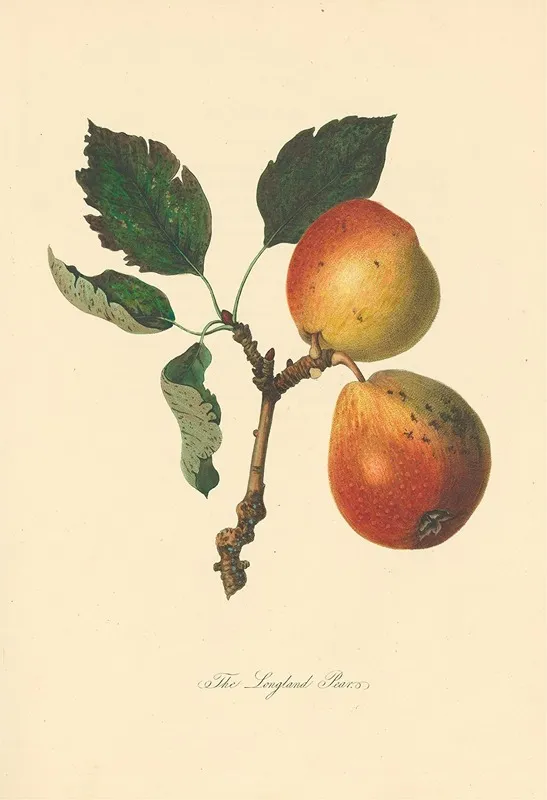 Longland Pears Wall Art by Thomas Andrew Knight - High-Resolution Digital Print