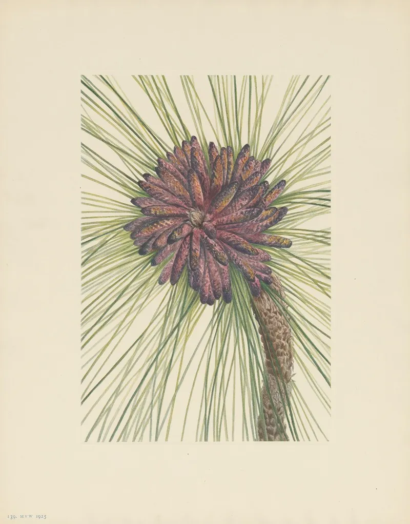 Longleaf Pine Pinus Palustris 3