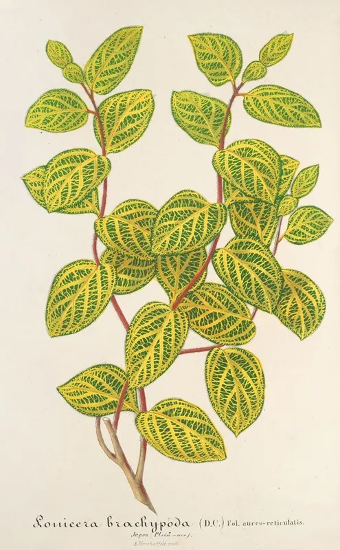 Lonicera Brachypoda Var Fol Aureo Variegatis Wall Art by Charles Antoine Lemaire - High-Resolution Digital Print