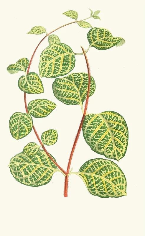 Lonicera Brachypoda Wall Art by Edward Joseph Lowe - High-Resolution Digital Print