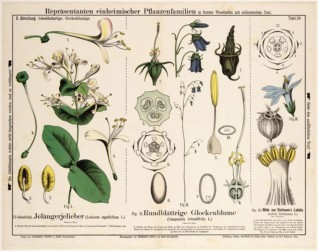 Lonicera Caprifolium Campanula Rotundifolia Lobelia Dortmanna Wall Art by Hermann Zippel - High-Resolution Digital Print