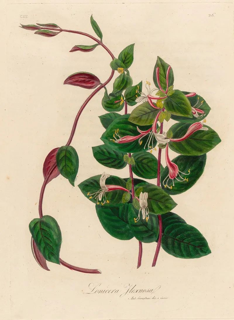 Lonicera Flexuosa Wall Art by Gaetano Savi - High-Resolution Digital Print