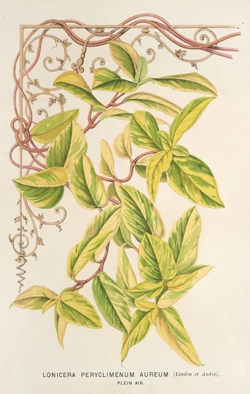 Lonicera Peryclimenum Aureum Wall Art by Charles Antoine Lemaire - High-Resolution Digital Print