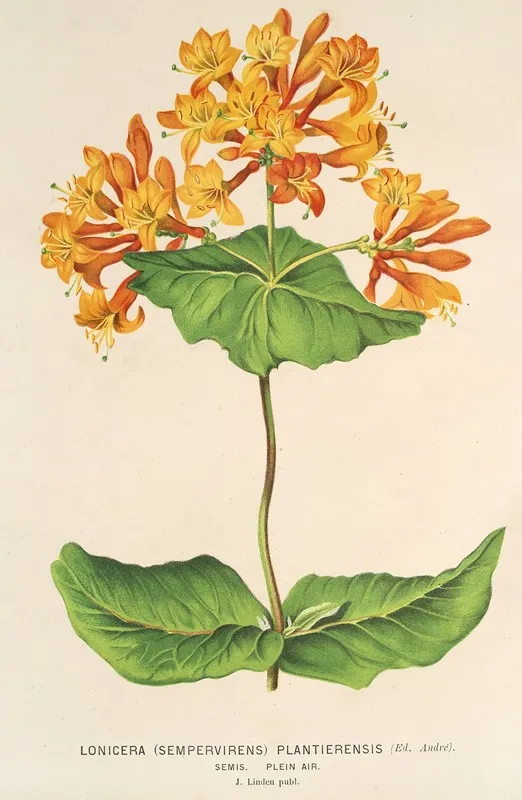 Lonicera Sempervirens Plantie Rensis Wall Art by Charles Antoine Lemaire - High-Resolution Digital Print