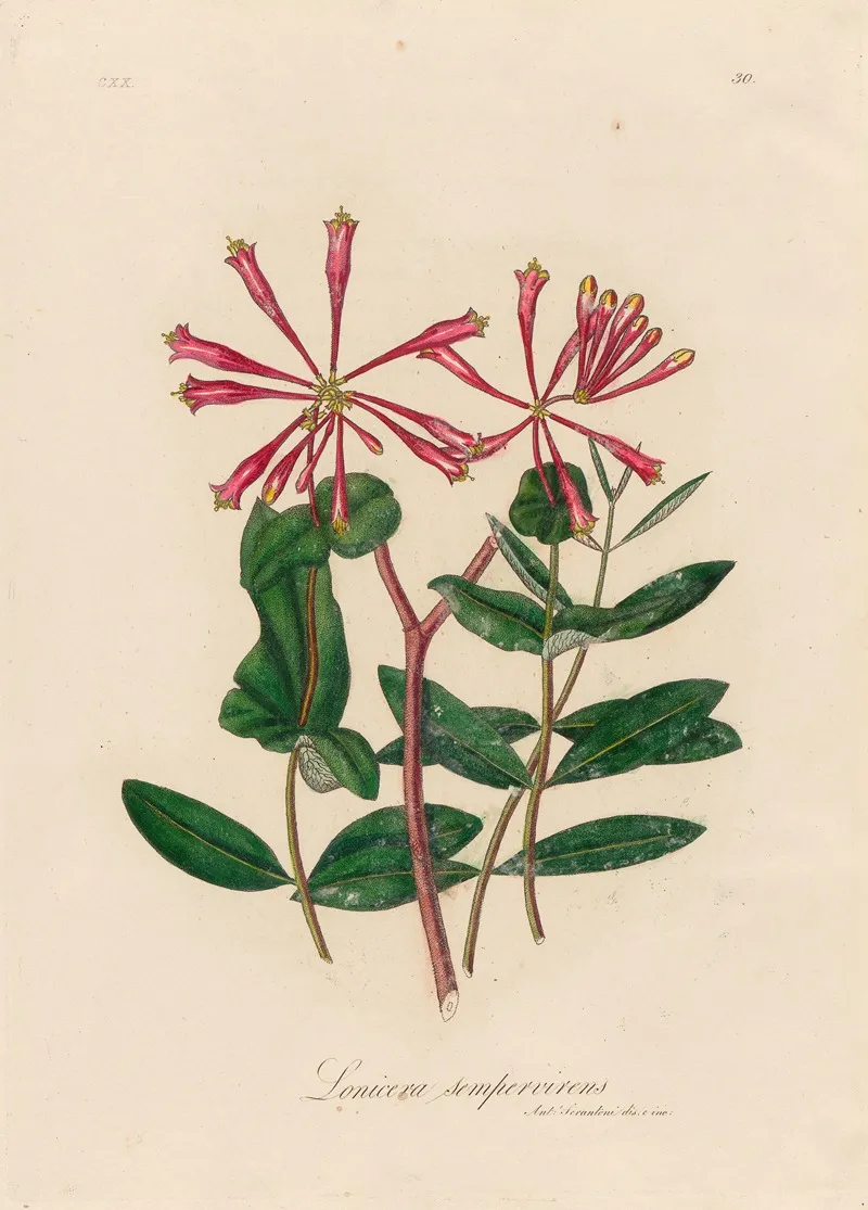 Lonicera Sempervirens Wall Art by Gaetano Savi - High-Resolution Digital Print