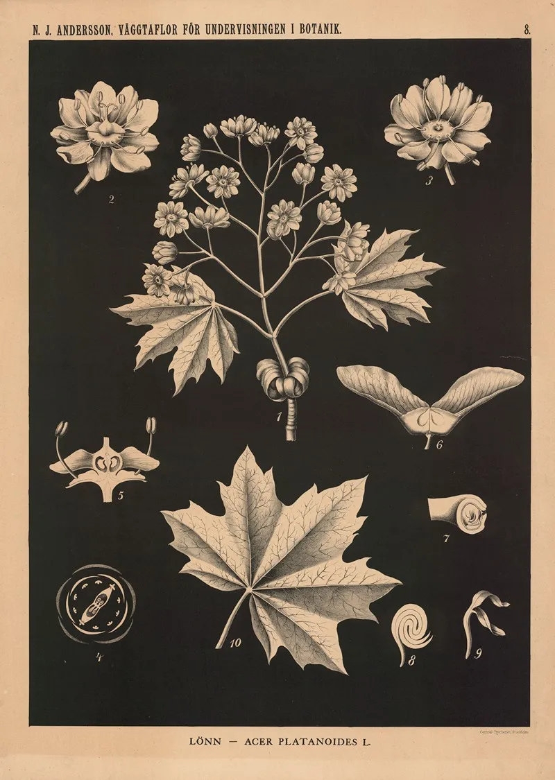 Lonn Acer Platanoides L Wall Art by Nils Johan Andersson - High-Resolution Digital Print