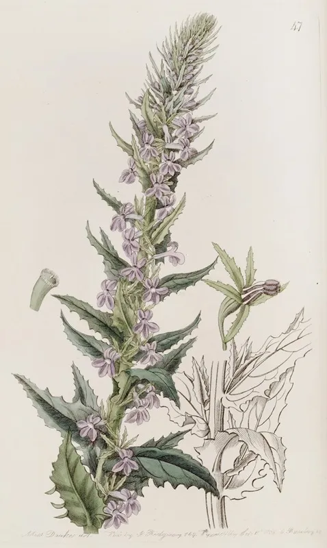 Loop Holed Lobelia Wall Art by Sydenham Edwards - High-Resolution Digital Print