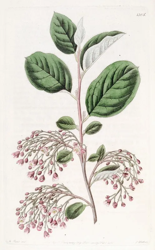 Loose Clustered Cotoneaster Wall Art by Sydenham Edwards - High-Resolution Digital Print
