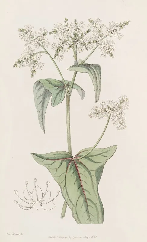 Loose Flowered Buckwheat Wall Art by Sydenham Edwards - High-Resolution Digital Print