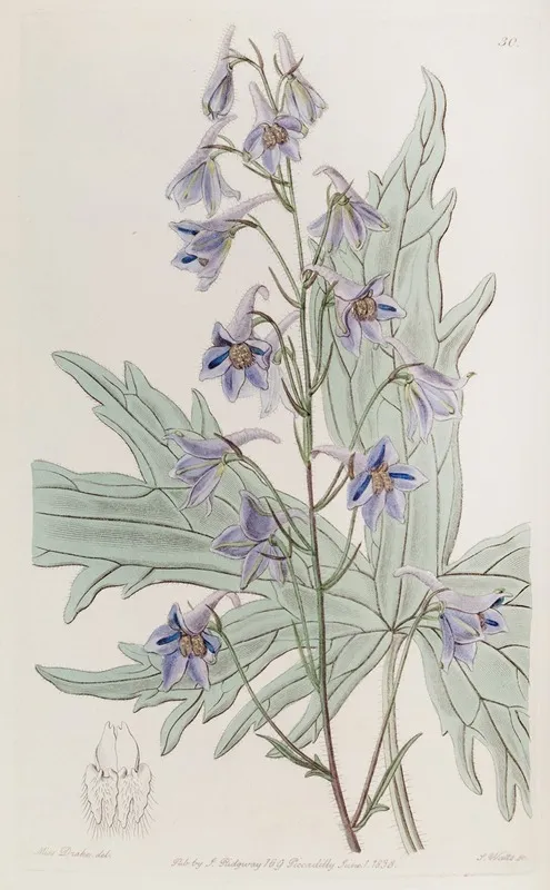 Loose Flowered Larkspur Wall Art by Sydenham Edwards - High-Resolution Digital Print