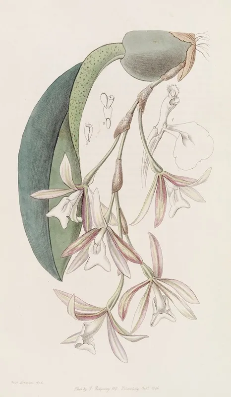 Loose Flowered Pilumna Wall Art by Sydenham Edwards - High-Resolution Digital Print