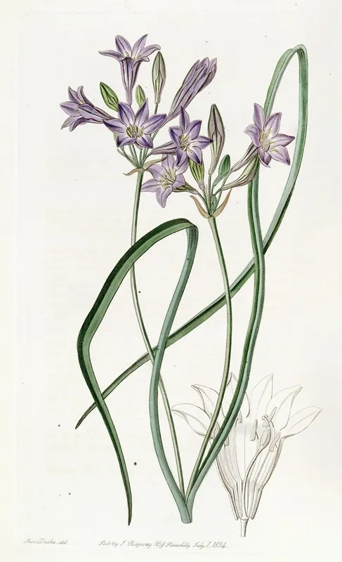 Loose Flowering Triteleia Wall Art by Sydenham Edwards - High-Resolution Digital Print