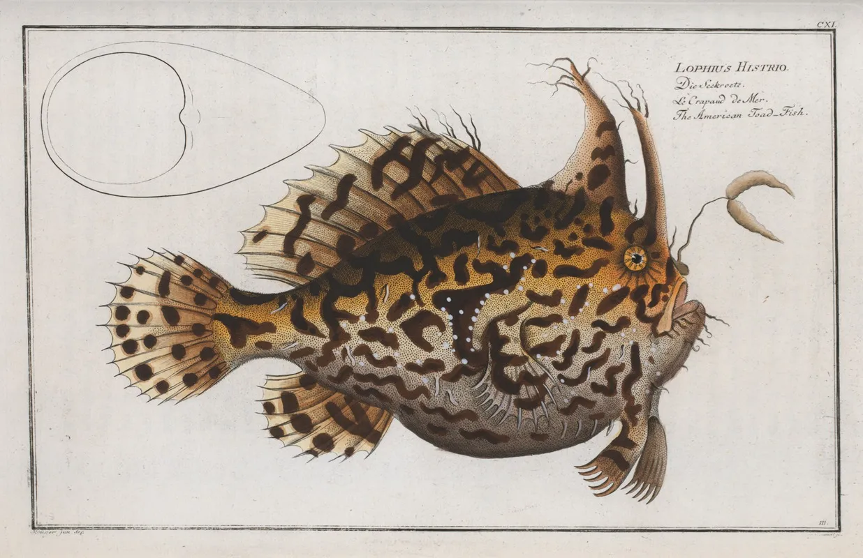 Lophius Histrio The American Toad Fish Wall Art by Marcus Elieser Bloch - High-Resolution Digital Print