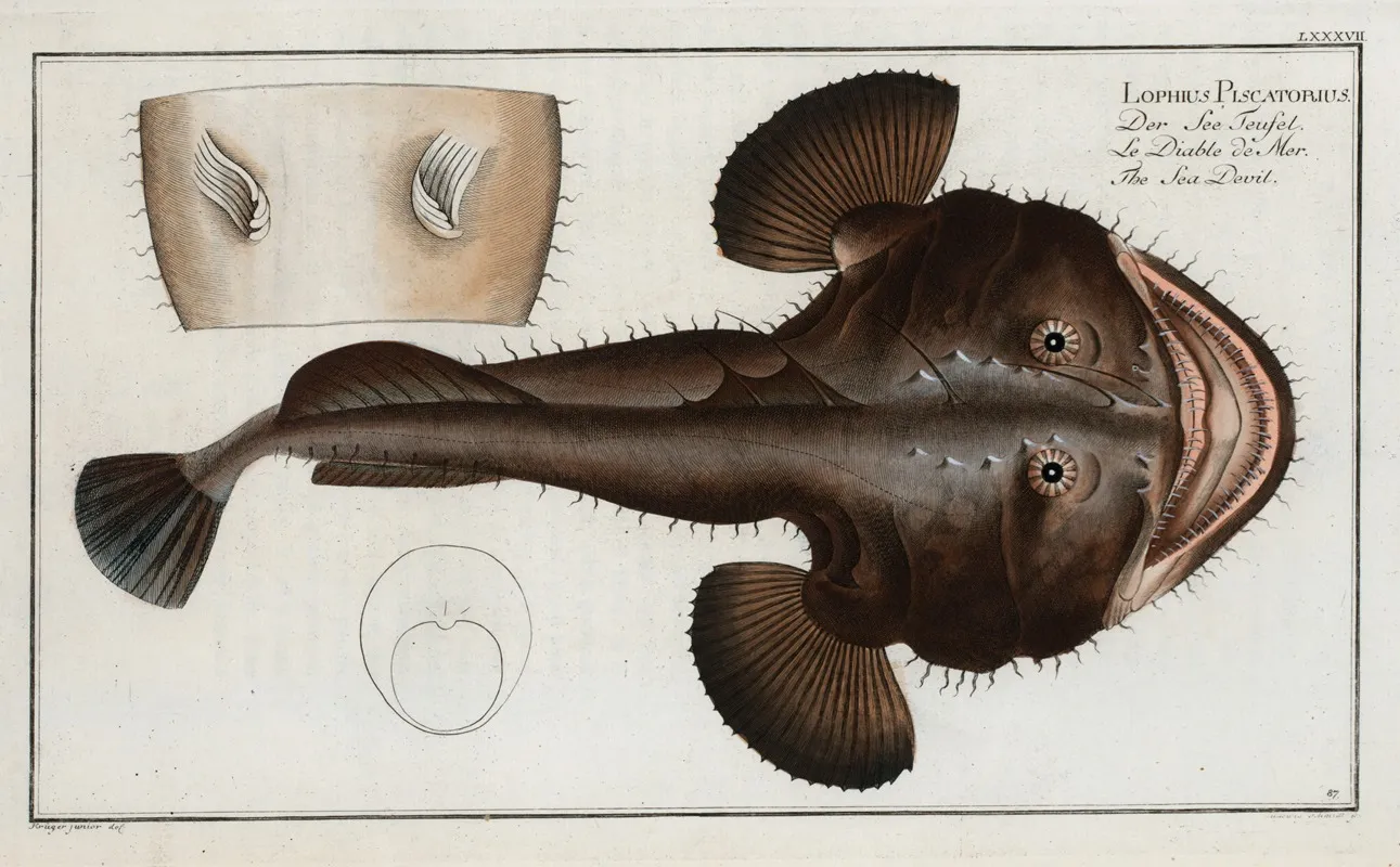 Lophius Piscatorius The Sea Devil Wall Art by Marcus Elieser Bloch - High-Resolution Digital Print