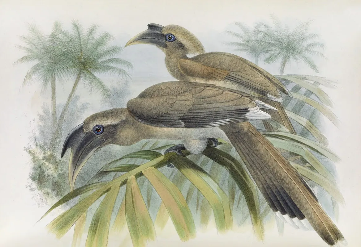 Lophoceros Birostris Wall Art by Daniel Giraud Elliot - High-Resolution Digital Print