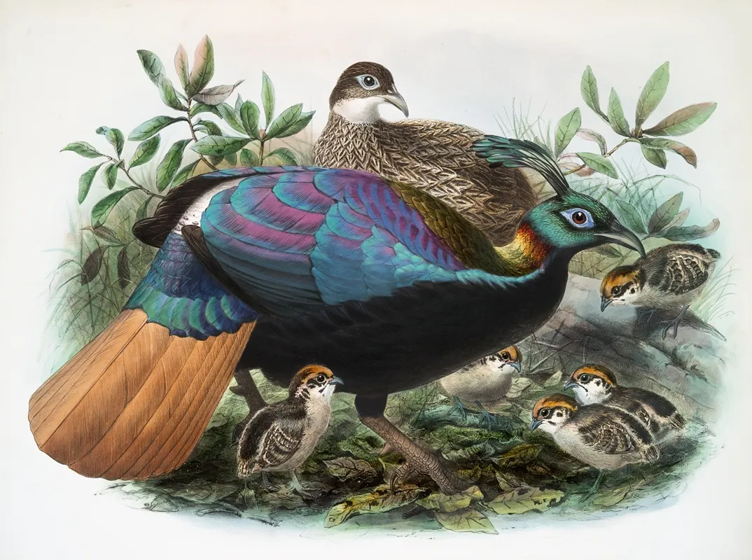 Lophophorus Impeyanus 2 Wall Art by Joseph Smit - High-Resolution Digital Print