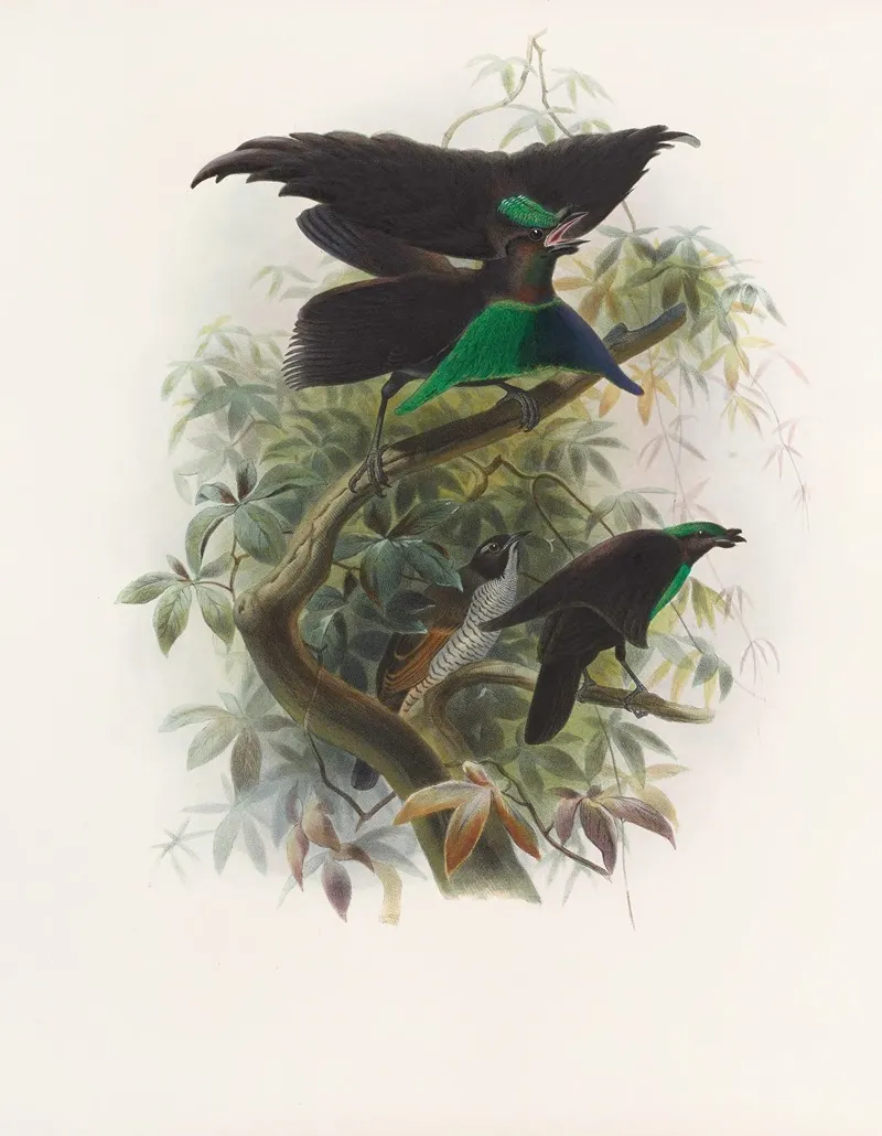 Lophorina Atra Wall Art by Daniel Giraud Elliot - High-Resolution Digital Print