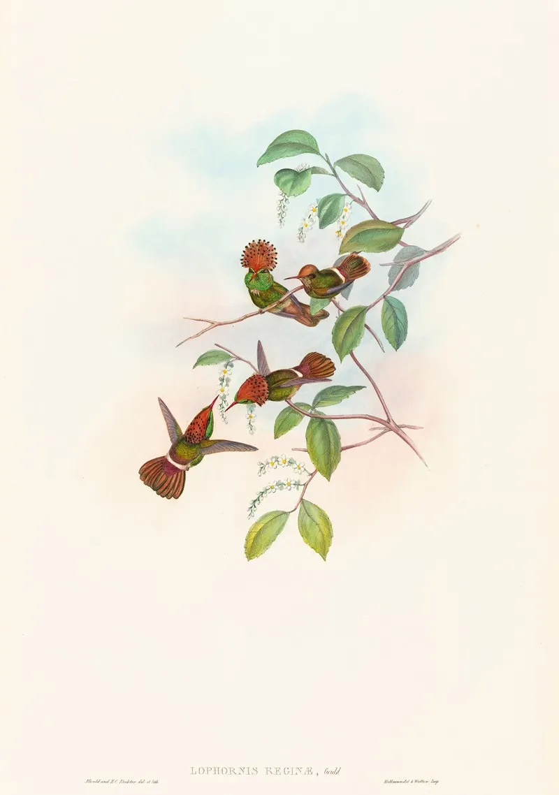 Lophornas Reginae Spangled Coquette Wall Art by John Gould - High-Resolution Digital Print