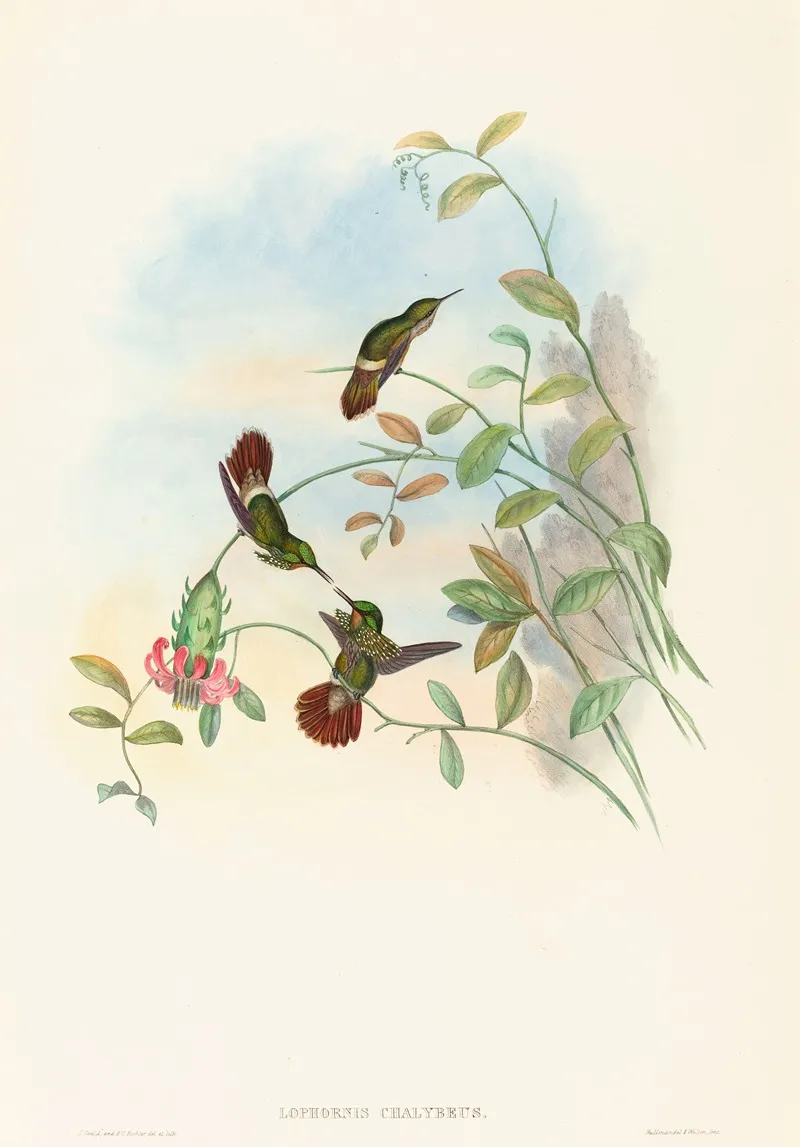 Lophornis Chalybeus Festive Coquette Wall Art by John Gould - High-Resolution Digital Print