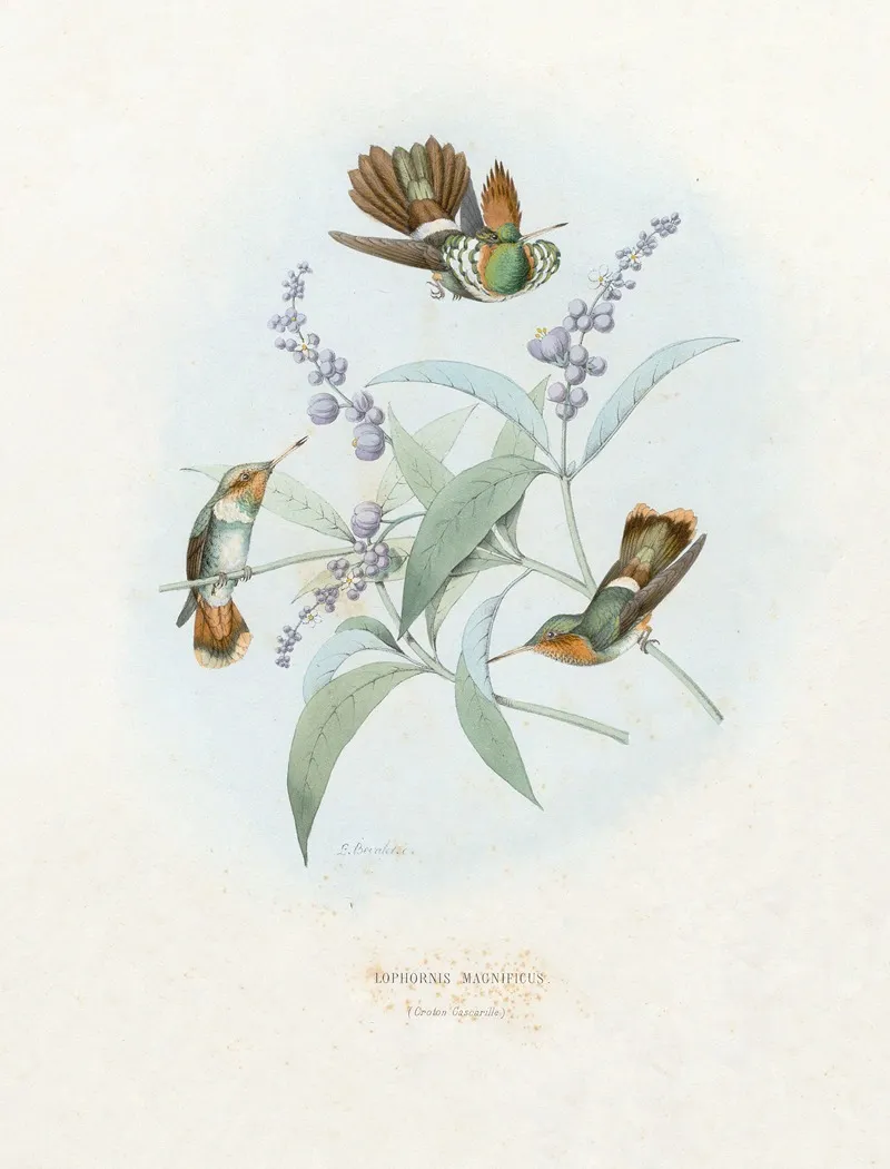 Lophornis Magnificus Wall Art by Paul Eugène Mesplès - High-Resolution Digital Print