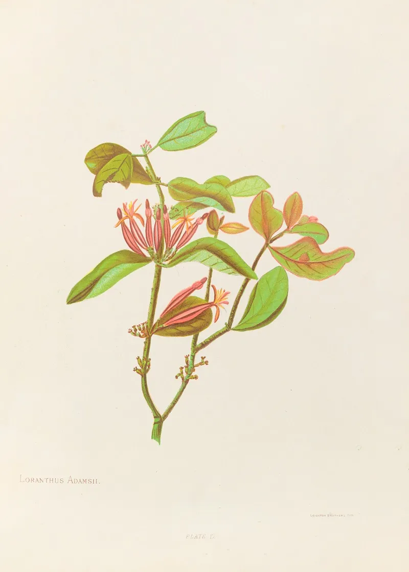 Loranthus Adamsii Wall Art by Georgina Burne Hetley - High-Resolution Digital Print