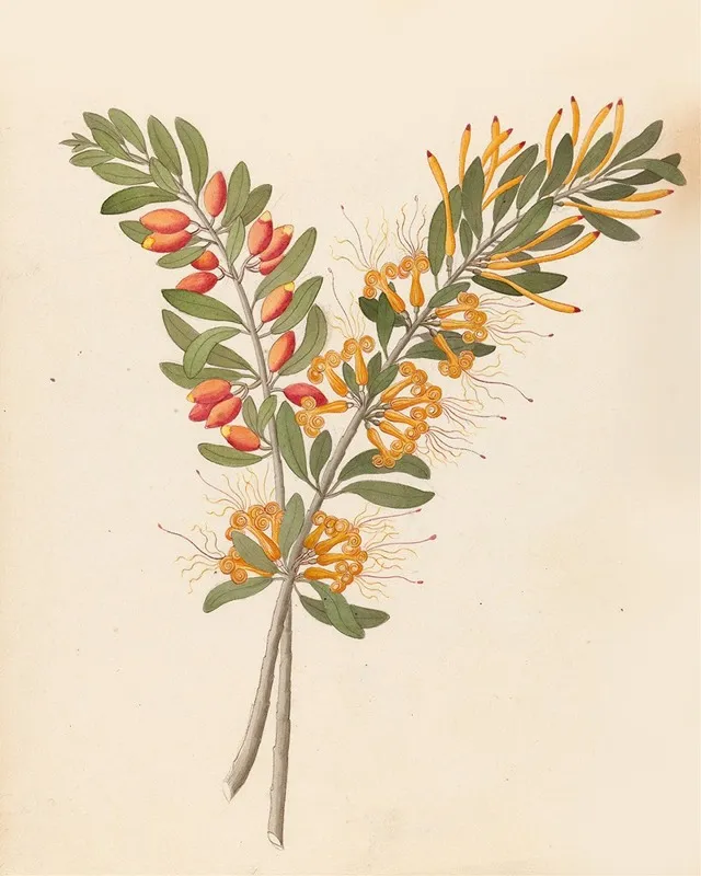 Loranthus N Sp Moquiniella Rubra Wall Art by Clemenz Heinrich Wehdemann - High-Resolution Digital Print